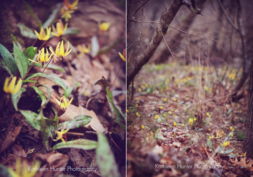 trout lilies in chapel hill